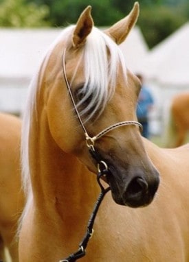 Equestrian communities tampa